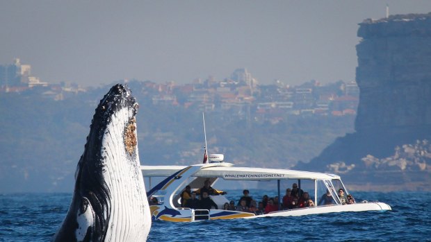 Deaf to warning: Humpback whales in Sydney in July.