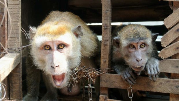 Last call: Performing monkeys owned by Surmidi and chained at their home in Kampung Cipinang Besar.