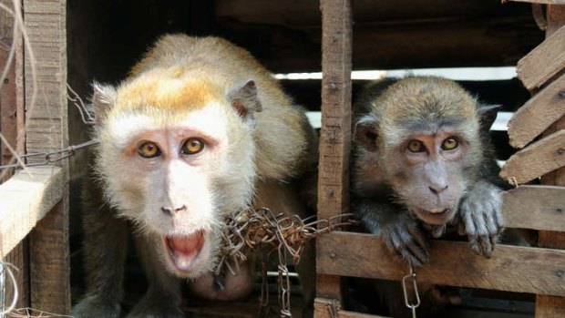 Performing monkey at the market