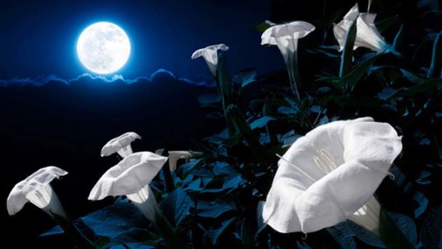 MoonFlower Bush Blooms At Night With Bright Moonlight