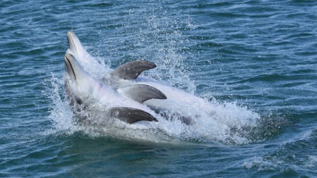 Researchers have also observed dolphins putting on synchronised displays.