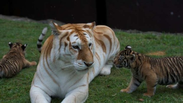 The new cubs get to know Bengal tiger Sita.