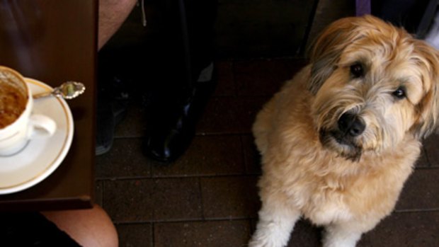 Worming his way into political hearts... Ralph visits a Mosman cafe yesterday, in breach of a little-known law the NSW Opposition hopes to repeal in Parliament next year.