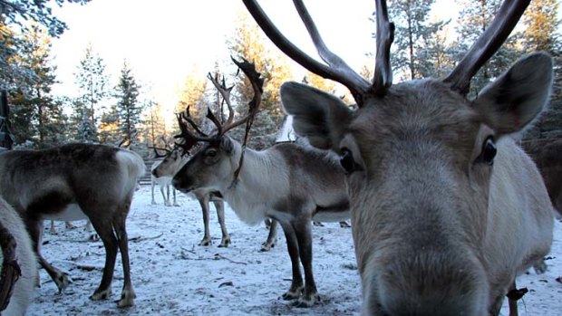 Wonderland ... reindeer, "all skinny legs and felt antlers".