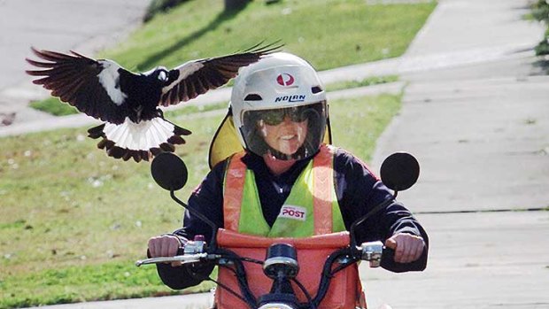 Under attack ... a male magpie takes exception to a motorised human intruder on its territory in Lambton in NSW.