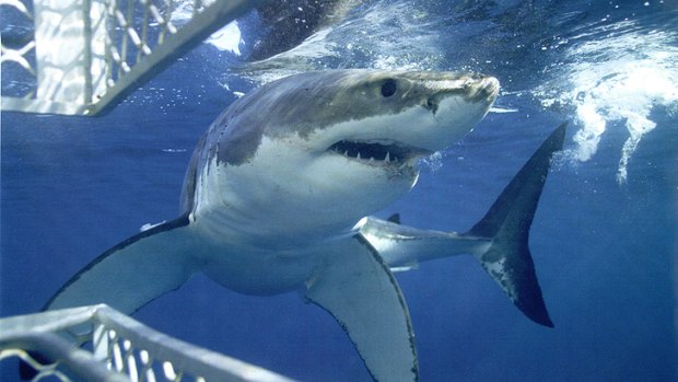 Sharks for tourism... not happening in WA, says the state government.