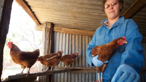 Linda Holley takes samples from chickens at Toolamba.