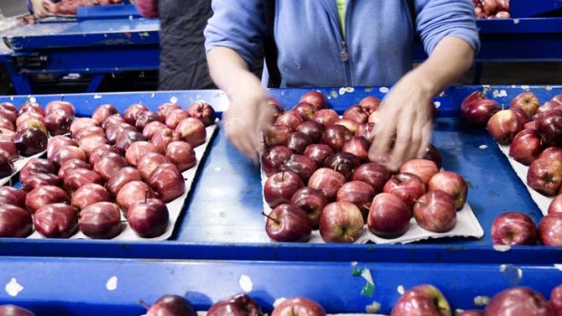 New Zealand apples are facing the import ban.