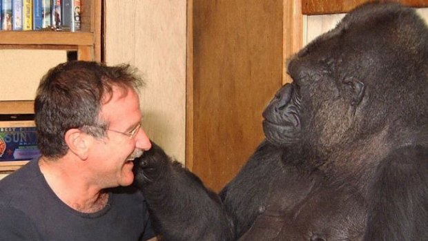 Robin Williams with Koko: The gorilla's owners claimed he was sombre after being told of the comedian's death.