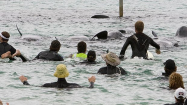 Rescuers herd a pod of long-finned pilot whales and bottlenose dolphins back out to sea from Hamelin Bay.