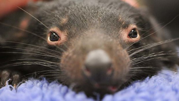 This baby Tasmanian devil was checked by a vet at Healesville Sanctuary yesterday.