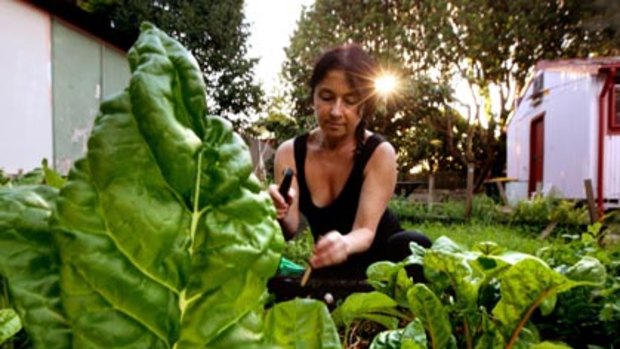 Re-learning skills her grandparents had... Michele Margolis harvests silverbeet from Marrickville's community garden.