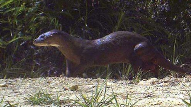 The hairy-nosed otter that was photographed by a remote camera in Sabah, Malaysia.