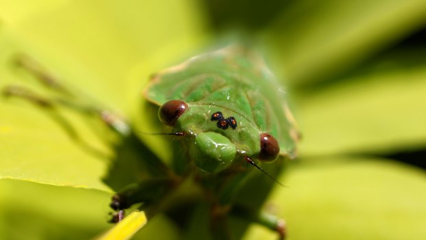 A green grocer cicada.