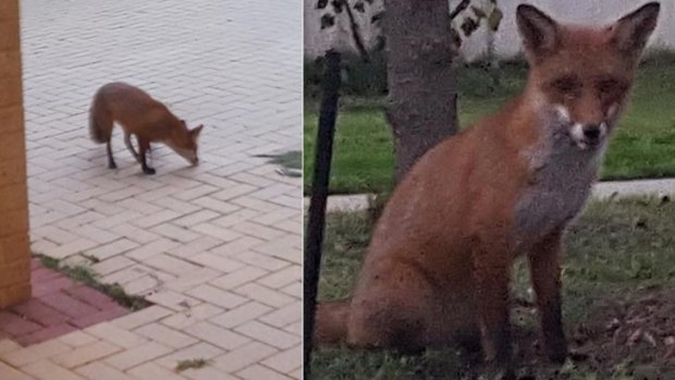 The fox that surprised a 6PR listener on her Cockburn Central doorsteap.