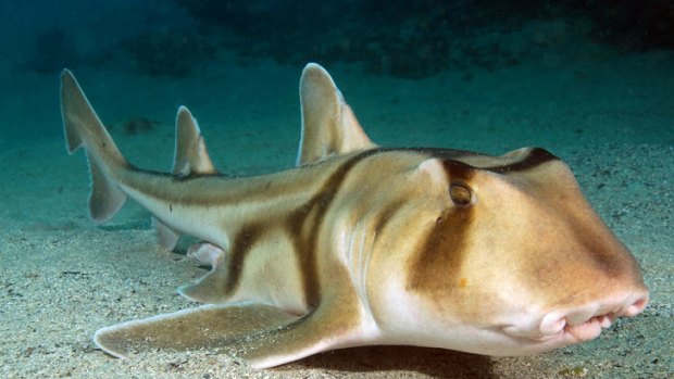 One of the ones that got away. A Port Jackson shark.