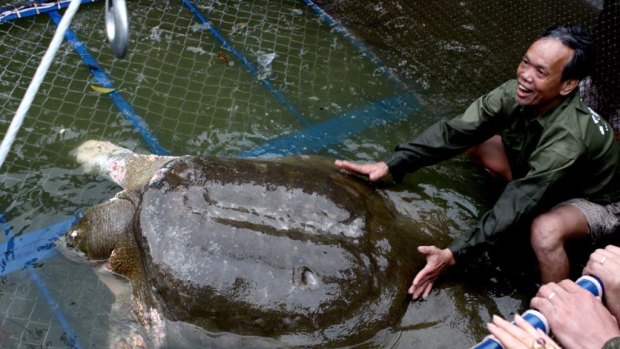 Handlers guide the giant turtle into a cage for a health check at Hoan Kiem Lake in the heart of Hanoi.