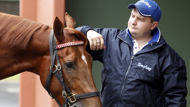Spring in his step: Paul Snowden with Darley's top colt Sepoy, who will begin his new campaign at Caulfield on Saturday.