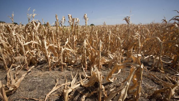 Corn fields in drought near Delano, Kansas.