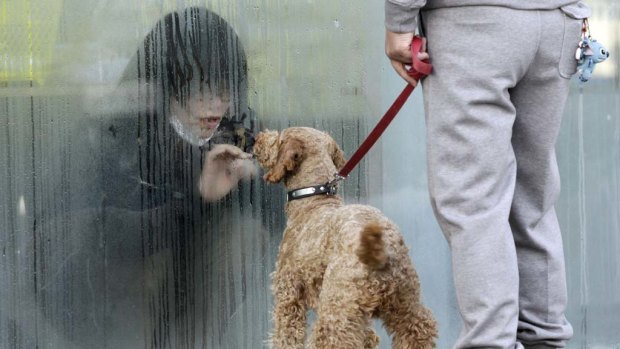 A girl who has been isolated at a makeshift facility to screen, cleanse and isolate people with high radiation levels, looks at her dog through a window in Nihonmatsu, northern Japan.