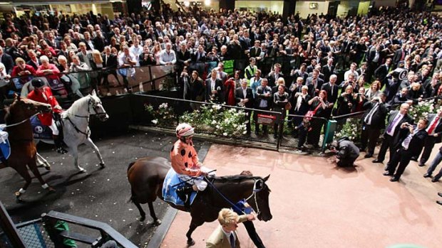 Crowd pleaser: Black Caviar packs them in at Moonee Valley on Friday night.