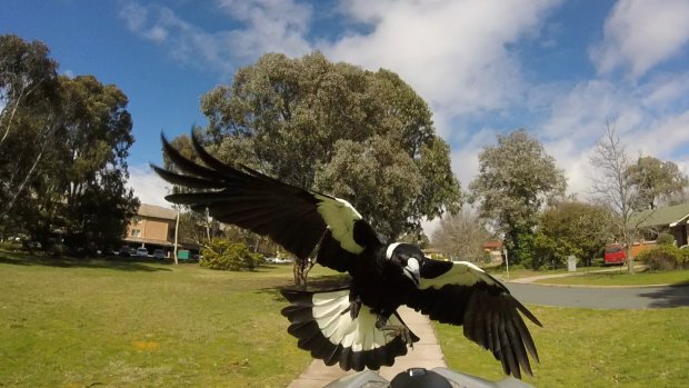 Woden resident Noel Hart's image of a swooping magpie attack on September 19, taken using a GoPro camera attached to his bicycle helmet.