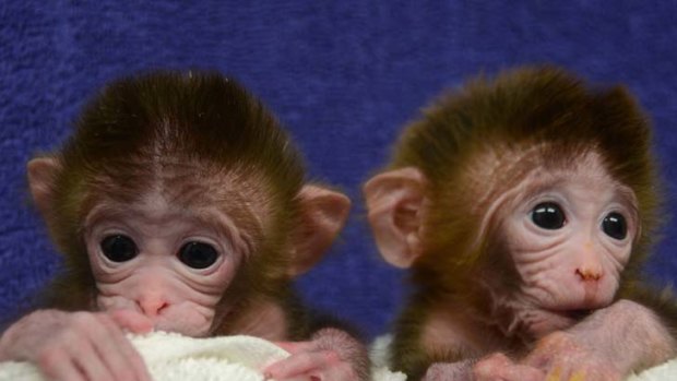 Precious primates ... Roku and Hex were created from early-stage rhesus monkey embryos.