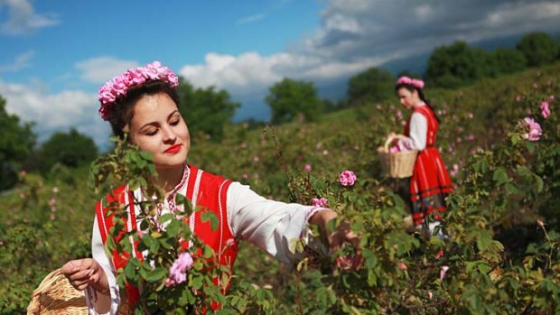 Folk costumes are worn for the rose harvest.