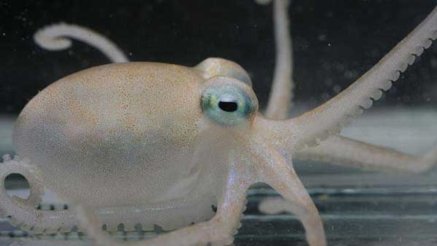 An Antarctic octopus.