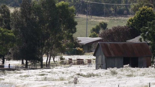 Web horror ... a property covered by cobwebs in Wagga.