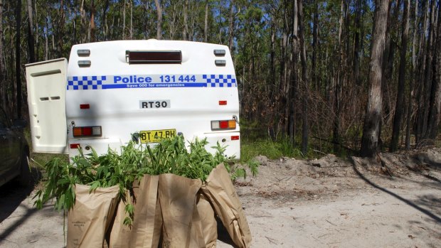 cannabis crop seized by police.