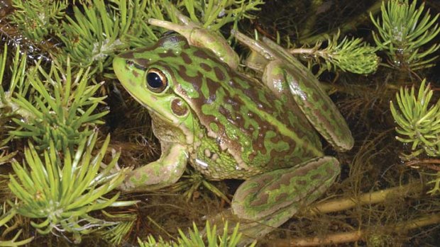Fight for survival: Yellow-spotted bell frog.