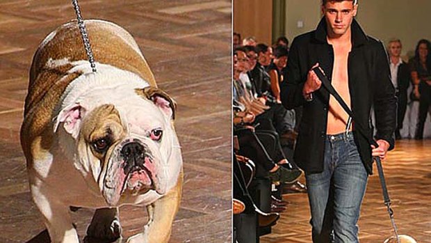 English Bulldog features in Jack London's show at the recent Melbourne fashion week.