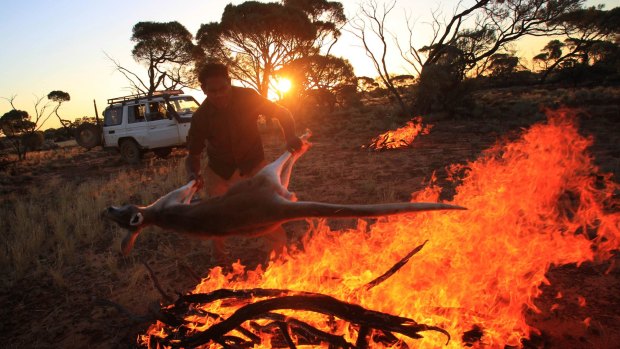 Desert Stars bassist Justin Currie throws a freshly hunted kangaroo on to the fire.