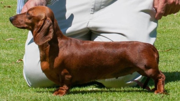 Dachshund breeder Ian Cross's prize-winning mini smooth dachshund.
