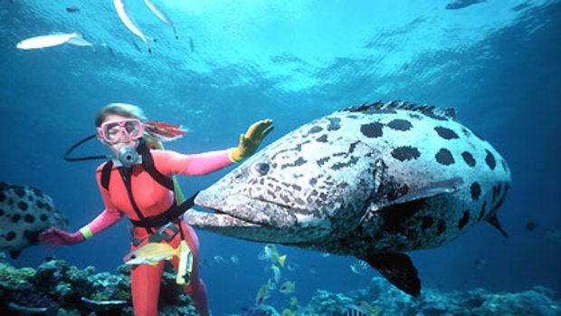 The Great Barrier Reef will have a 50/50 chance of survival if emissions cuts of 25% are implemented by 2020, scientists say.