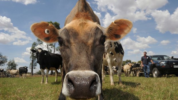 Dairy farm losses would slash milk production by about 700 million litres per year.