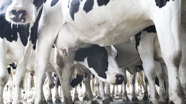 There are billions of dollars of credit exposure to dairy farms in Australia.