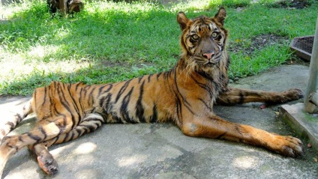 Neglect: A sick, starving tiger at Surabaya Zoo when Fairfax Media visited in May. 