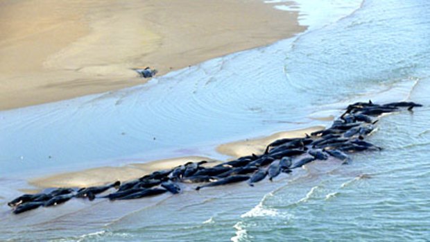 The pod of sperm whales found stranded on a sand bar off Perkins Island last Thursday. All 48 whales died.