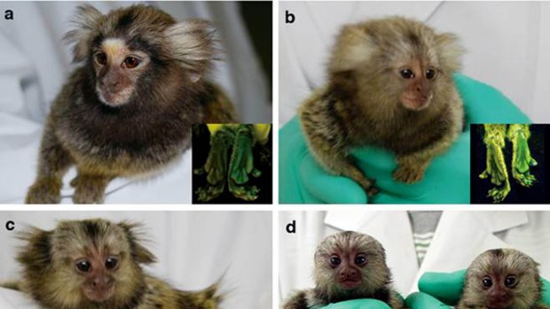 Five transgenic marmoset offspring - (a) Hisui, (b) Wakaba, (c) Banko, (d) Kei (left) and Kou (right) - after their birth at the Central Institute for Experimental Animals at Japan's Keiko University.
