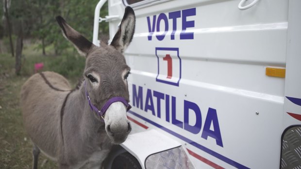 Matilda the long-eared, long-lived election candidate.