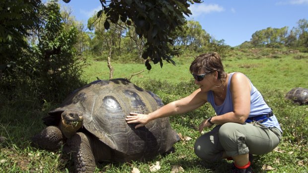 Giant Galapagos tortoise, Ecuador.