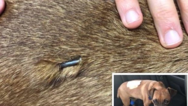 A Victoria Park man came home to find a 9cm nail in his dog Hank's back.