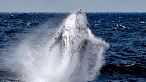 A humpback whale breaching.