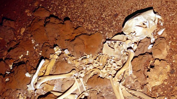 The skeleton of an ancient marsupial lion found in a cave.