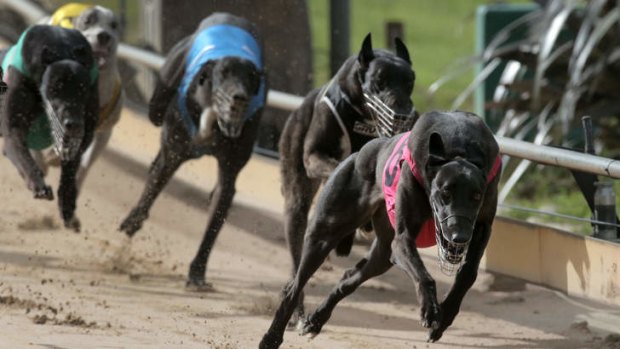 Greyhounds at full stretch