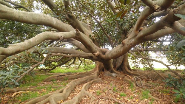 This Moreton Bay Fig is prominent within Werribee Park Mansion, and has grown since it was first classified significant in 1985.