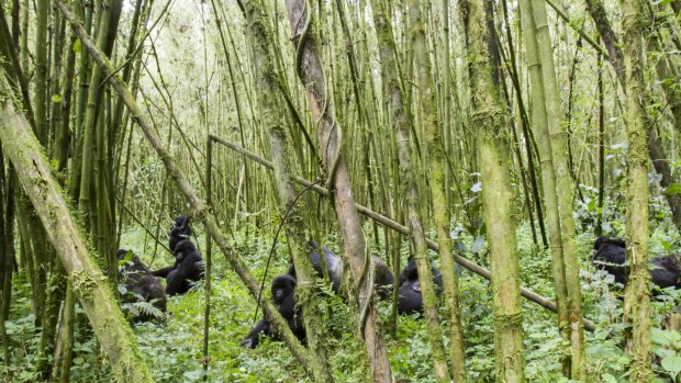 Get up close and personal with mountain gorillas in the Rwandan jungle.