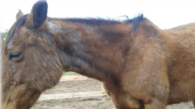 An allegedly-malnourished horse at Ace-Hi